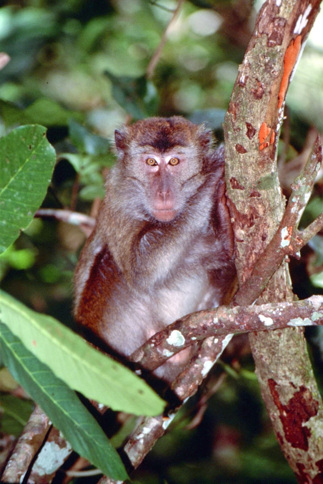 Sabah, 2