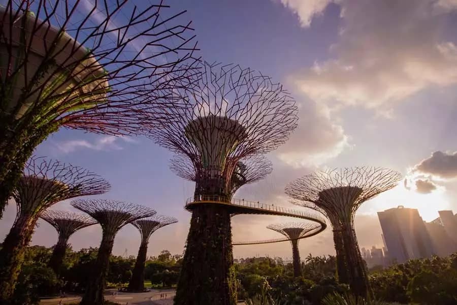 Supertree Grove