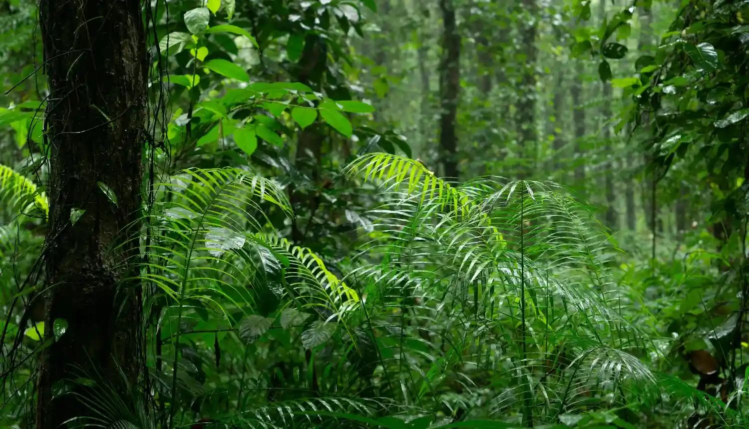 September in Malaysia – quiet travel and rainforest experiences-best time to visit malaysia
