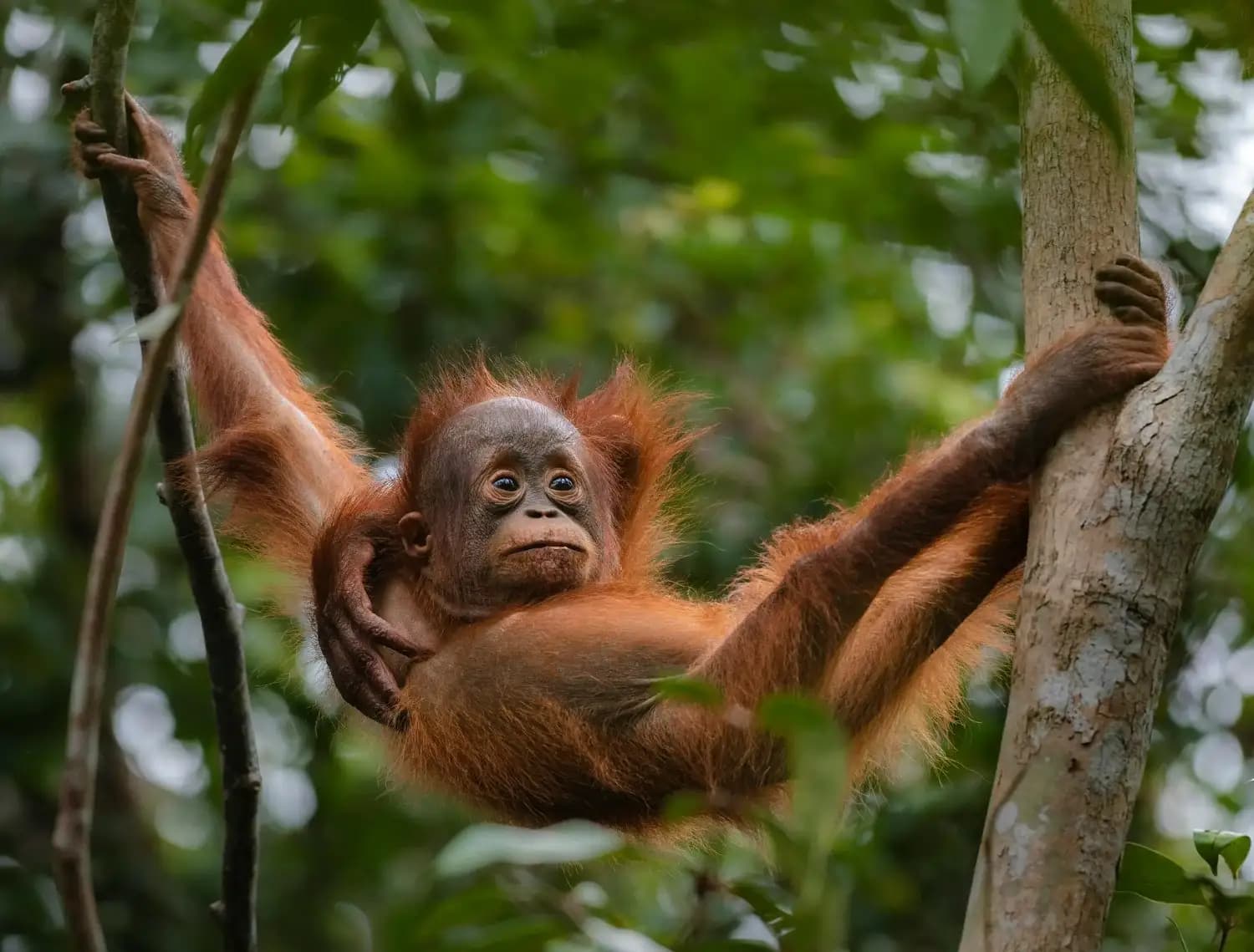 March travel in Malaysia – East Coast diving and Borneo wildlife