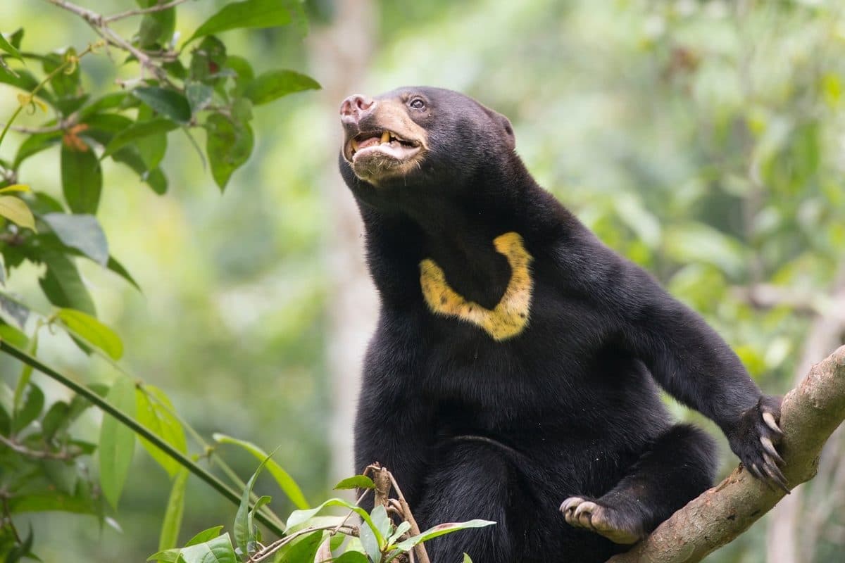 Sandakan Tour, In Search Of Proboscis Monkeys And Orangutans