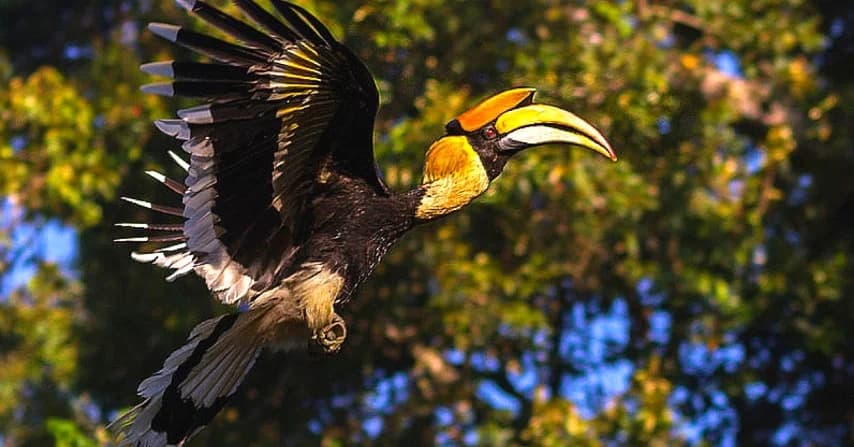 ANIMAL WORLD OF LANGKAWI